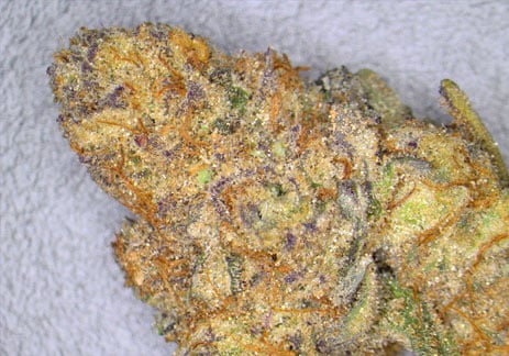 Lpc-x-kush-mints-strain